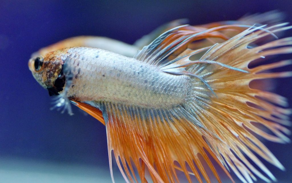 betta, warrior, aquarium, fish, tropical, exotic, asian, male, beta, nature, veils, aggressive, freshwater