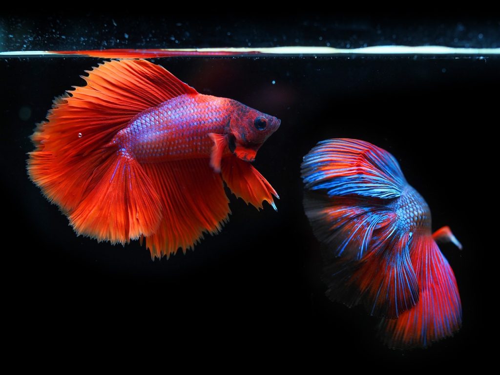 siamese fighting fish, fighting fish, fish, betta fish, betta splendens, aquatic animals, animals, wildlife, underwater, nature, water